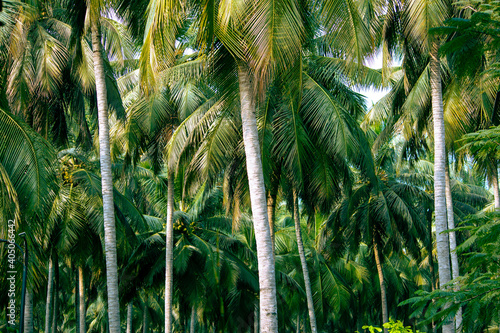 View of coconut tree plantation in Pollachi, Tamil Nadu, India photo