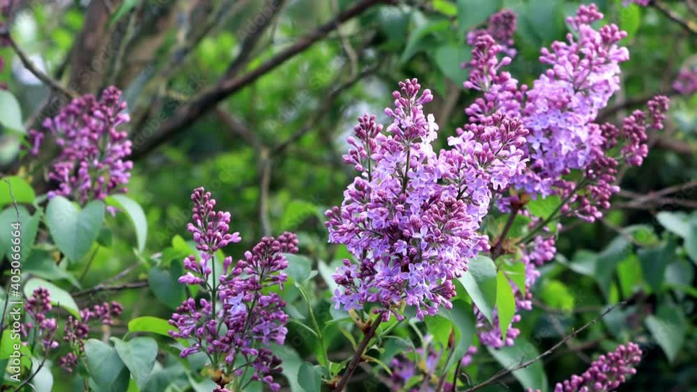 flowering Lilac branches on tree
flowering Lilac branches on tree
