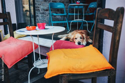 Photography Cute dog lying in a street cafe in Istanbul, Turkey.