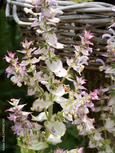 (Salvia sclarea) clary sage or nutmeg sage. Stems covered in hairs. Flowers in verticils with colorful bracts, pale mauve to lilac and white to pink mark on edges. long, rugose leaves at base photo