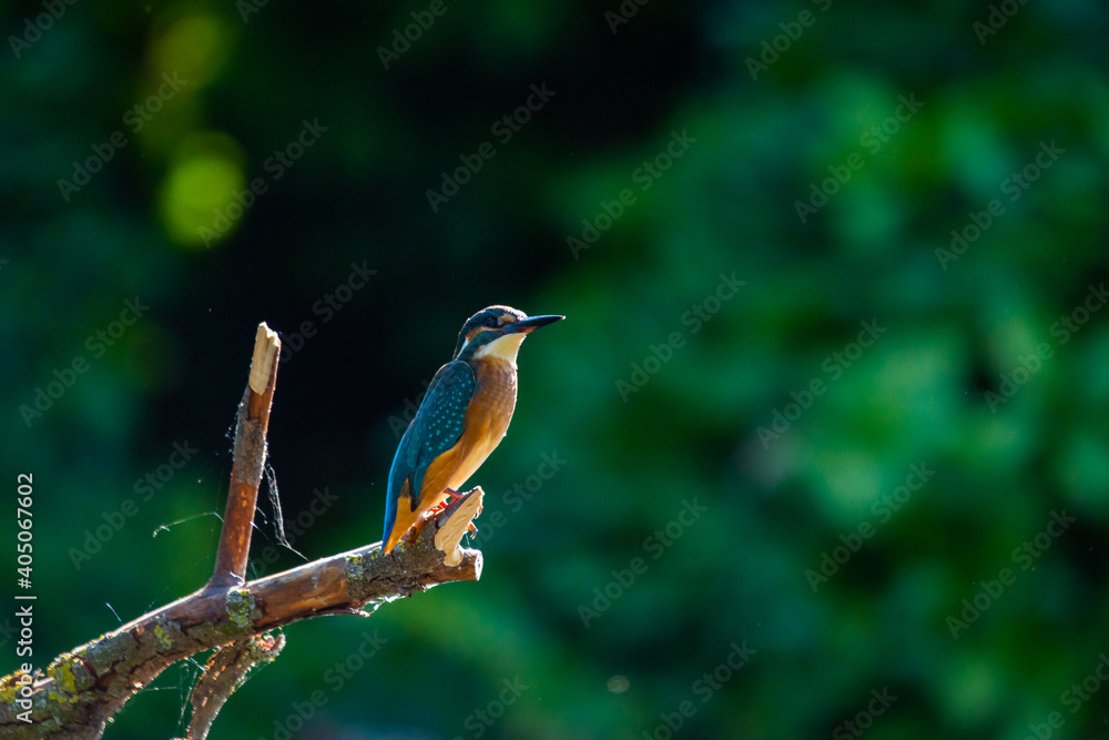 Common European Kingfisher or Alcedo atthis perched on a stick above the river and hunting for fish Common European Kingfisher or Alcedo atthis perched on a stick above the river and hunting for fish