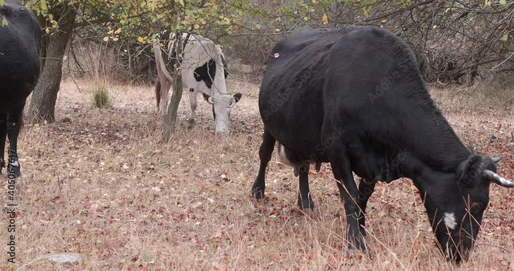 cows graze in abandoned orchard and search for food among trees cows graze in abandoned orchard and search for food among trees