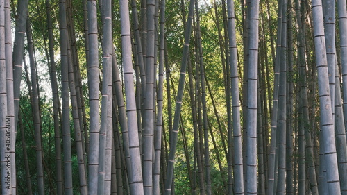 natural bamboo forest background