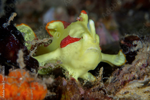 Juvenile yellow warty clown frogfish - Antennarius maculatus
