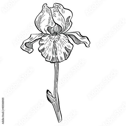 Iris flower. Floral botanical flower. Isolated illustration element. Vector hand drawing wildflower for background, texture, wrapper pattern, frame or border.