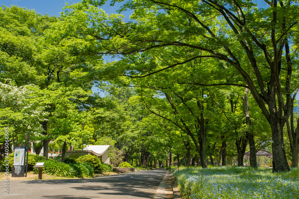 Obraz premium 日比谷公園