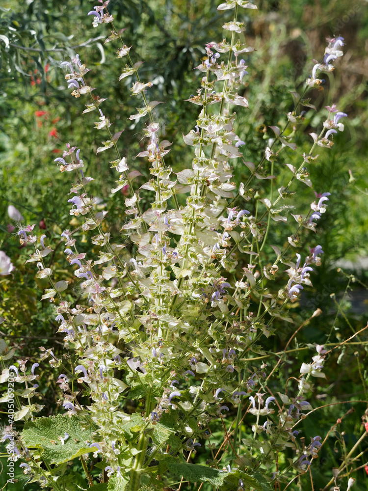 Obraz premium Salvia sclarea / Clary sage / nutmeg sage / Roman sage / Scharlei sage