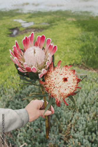 Person holding two flowers photo