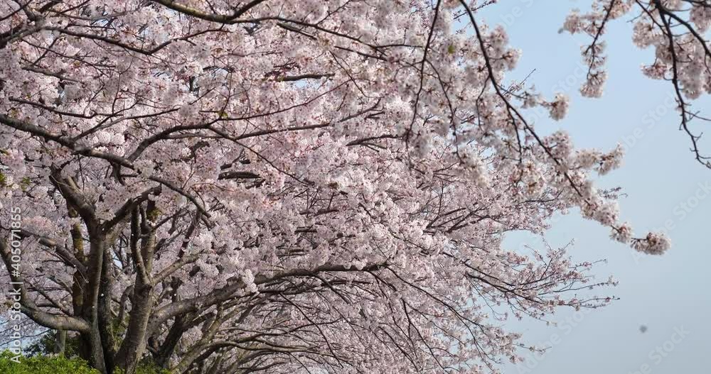 桜の花が散っている様子をビデオ撮影 桜の花が散っている様子をビデオ撮影