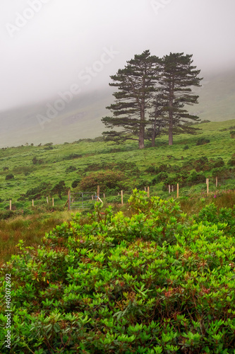 Lonely pine trees in a field  Mountain hill in the background. Low clouds and fog in the background  Nature scene background. Connemara  Ireland. Nature background