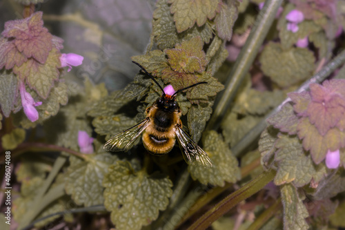 Close-up of the bee Eucera nigrescens, sucking nectar from a purple flower.