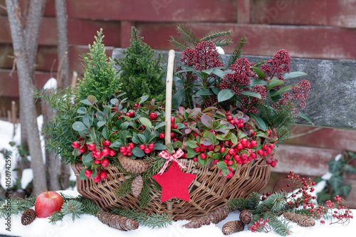 Scheinbeere, Koniferen und Skimmia japonica im Korb im Wintergarten photo