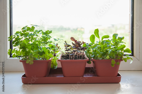 Fotografie Growing herbs on the windowsill