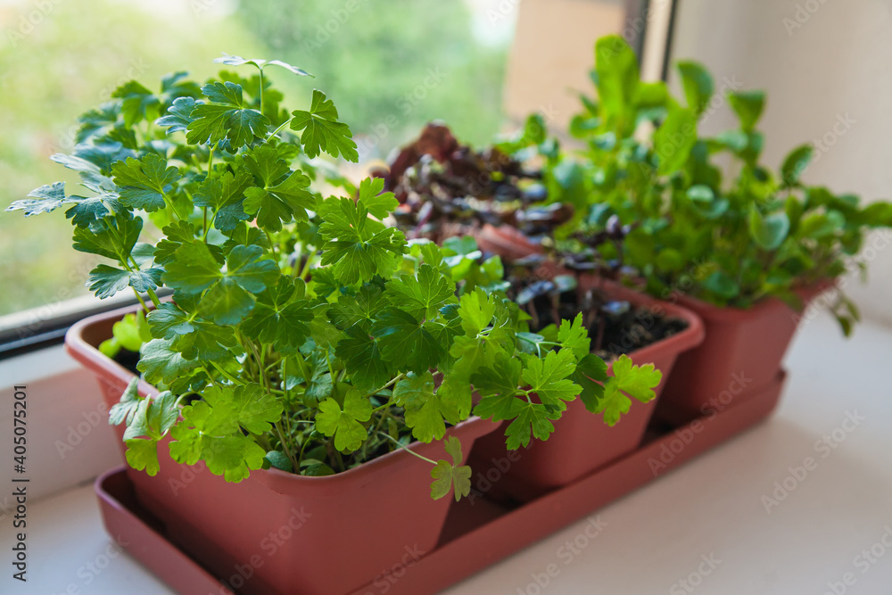 Growing herbs on the windowsill. Young sprouts of parsley, arugula and lilac Basil in a pot on a white windowsill