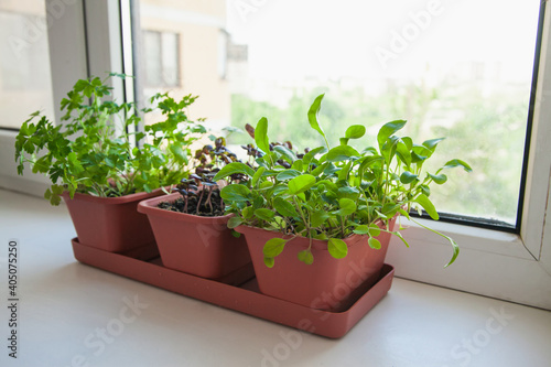 Photography Growing herbs on the windowsill