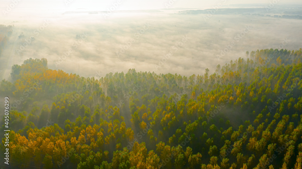 Early morning mist floating over forest vegetation Early morning mist floating over forest vegetation