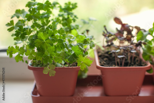 Wallpaper Mural Growing herbs on the windowsill. Young sprouts of parsley and lilac Basil in a pot on a white windowsill Torontodigital.ca