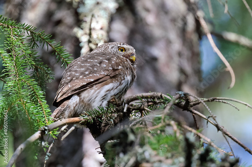 Schilderij op canvas Eurasian Pygmy Owl