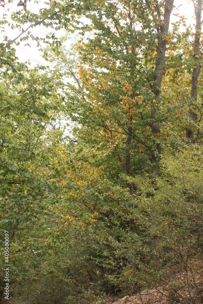 Caspian Hyrcanian mixed forests
