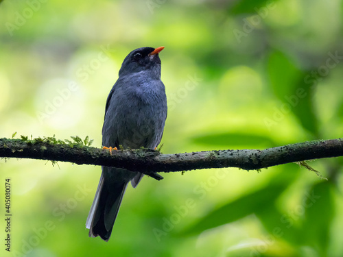 Close-up of a Black-faced Solitaire (Myadestes melanops), Costa Rica
