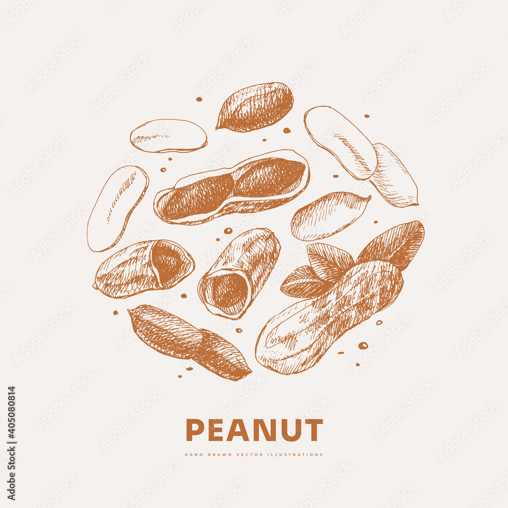 Hand-drawn peanut. Tropical fetus, open and whole. Organic food concept. It can be used as a decoration element for markets, menus, and packaging. Vintage botanical illustrations. Hand-drawn peanut. Tropical fetus, open and whole. Organic food concept. It can be used as a decoration element for markets, menus, and packaging. Vintage botanical illustrations.