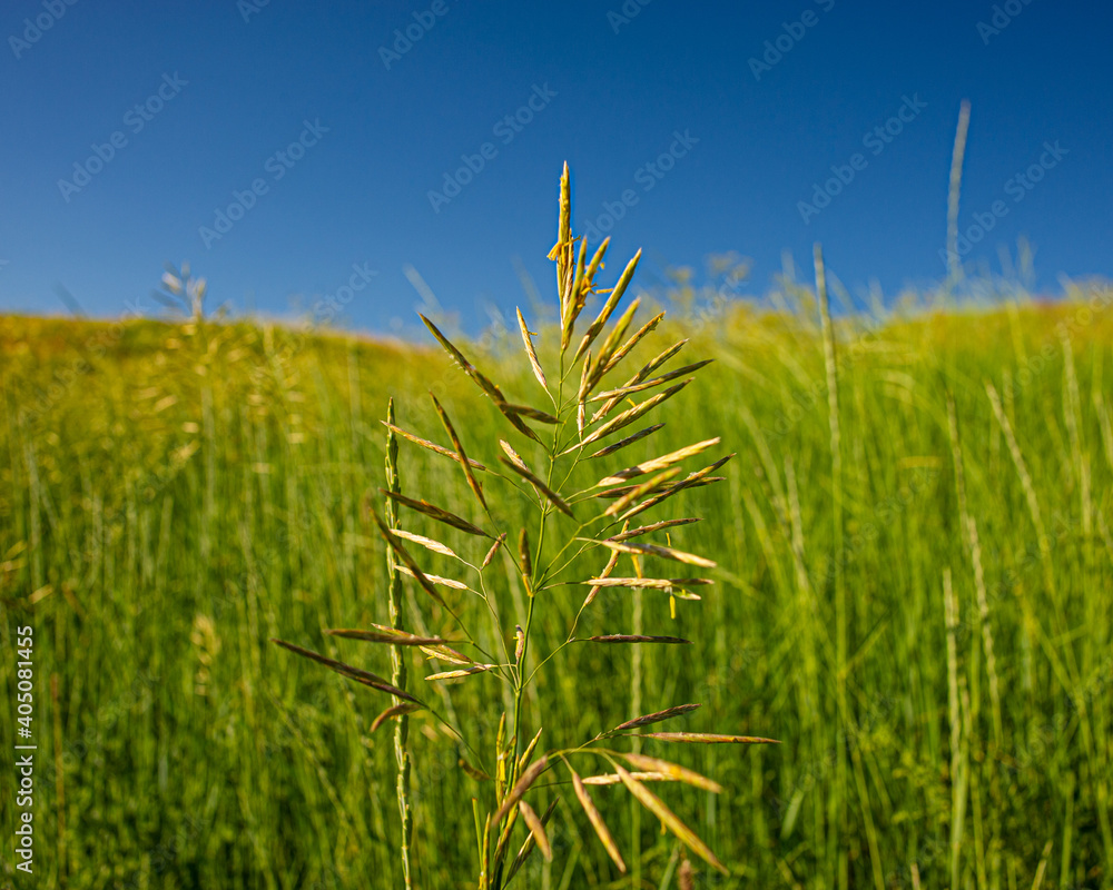 Obraz premium Spikelets of plants on the background of meadows and blue sky on a sunny day.