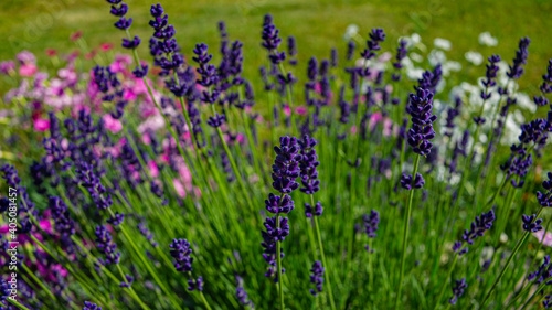 flowers of blooming lavender, carnations, chamomile on a sunny day in a flower bed.