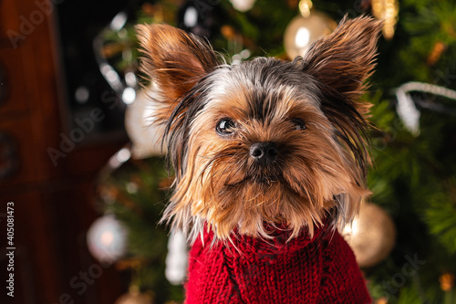 Cute Yorkshire terrier dog with Christmas tree in background