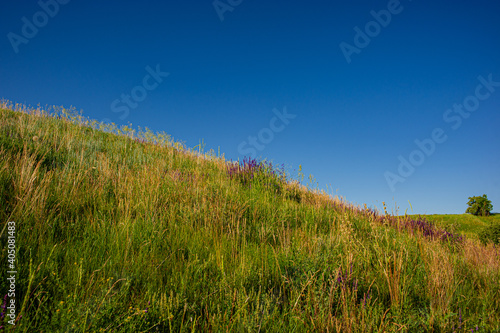 hillside covered with flowering plants against the blue sky on a sunny day.