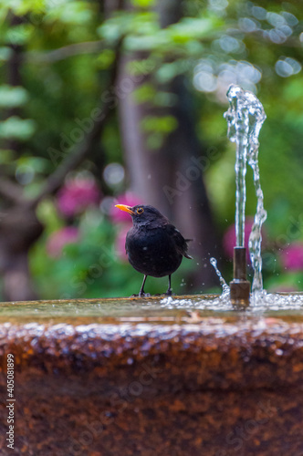 Little black bird (probably a crow) next to a water fountain looking at camera. Vertical photo.