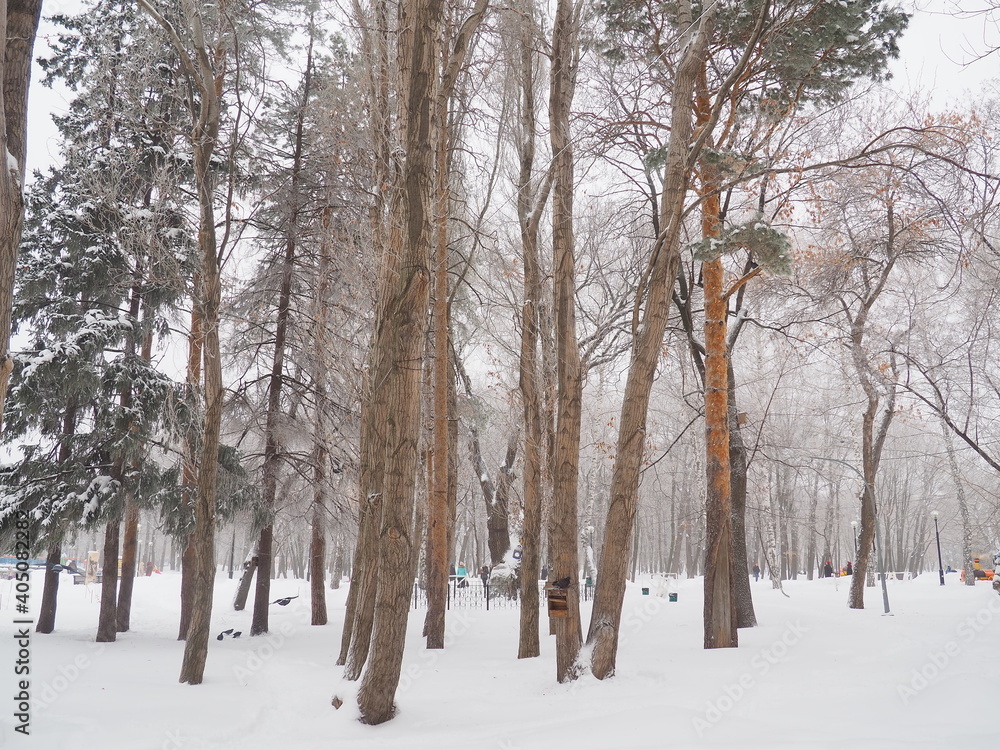 winter winter