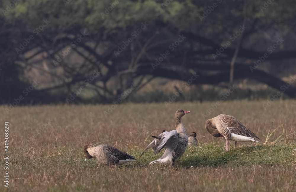 Greylag goose (Anser anser) is a species of large goose in the waterfowl family Anatidae and the type species of the genus Anser.