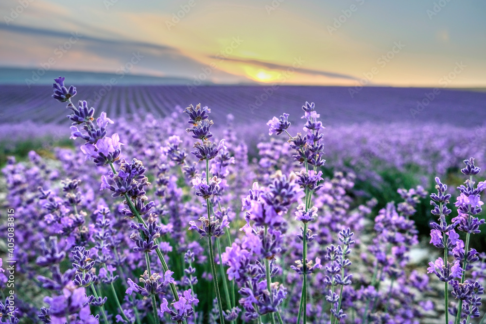 Fototapeta premium Close-up lavender in a purple field during sunrise. Beautiful landscape of provence