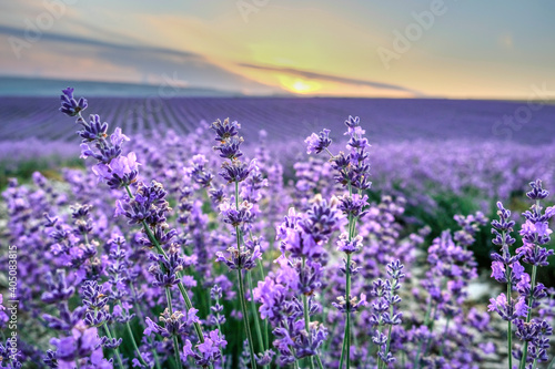 Fototapeta Naklejka Na Ścianę i Meble -  Close-up lavender in a purple field during sunrise. Beautiful landscape of provence