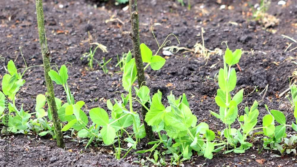 Green vegetable Pea Plants in the ground
Green vegetable Pea Plants in the ground