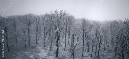 Wallpaper Mural Nebliger, zugeschneiter Wald im Winter Torontodigital.ca