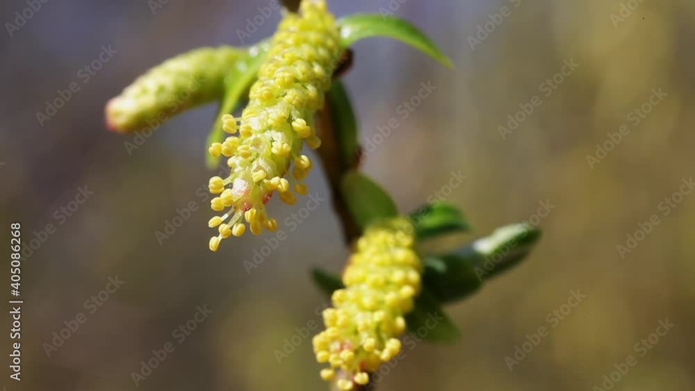 Macro view of the white willow flower, male catkin Macro view of the white willow flower, male catkin