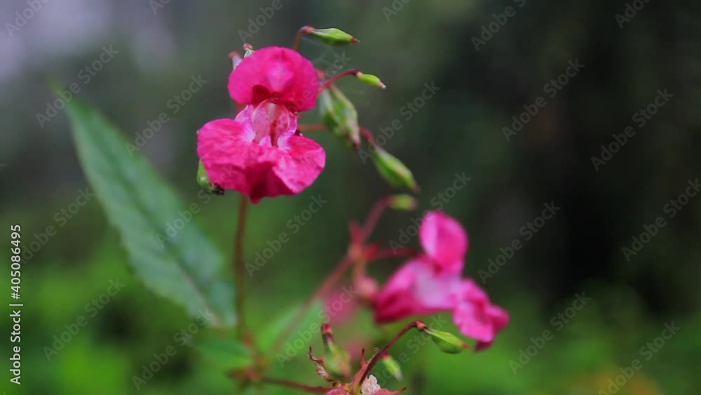 Impatiens noli-tangere (touch-me-not balsam) flower in the forest during the fog Impatiens noli-tangere (touch-me-not balsam) flower in the forest during the fog