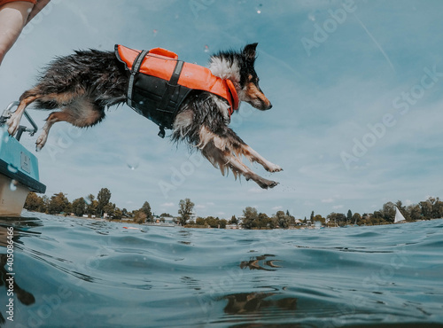 Dog jumps on sea at daytime