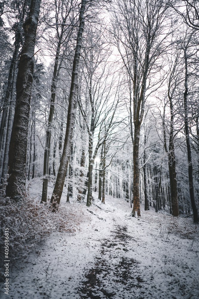 Sonne scheint durch gefrorene Bäume am Weg im ruhigen, hellem Wald mit Schnee, im Winter Sonne scheint durch gefrorene Bäume am Weg im ruhigen, hellem Wald mit Schnee, im Winter