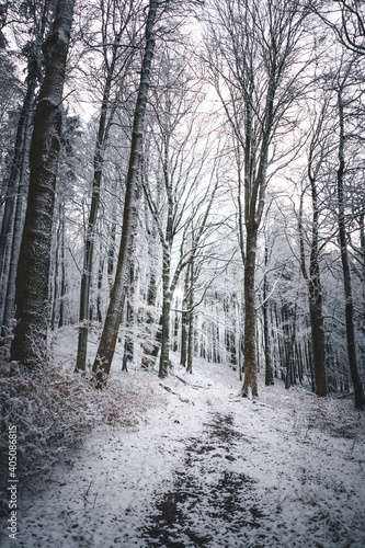 Sonne scheint durch gefrorene Bäume am Weg im ruhigen, hellem Wald mit Schnee, im Winter  © Oskar