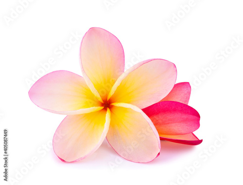 frangipani flower isolated on white background