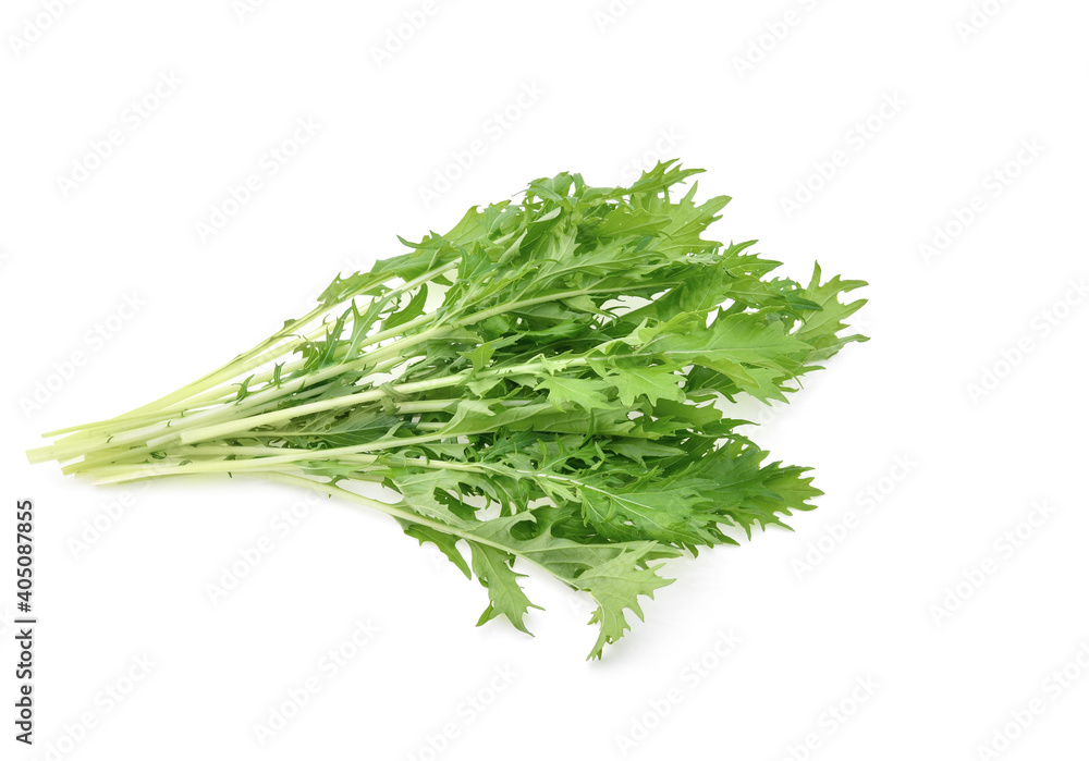 Mizuna lettuce isolated on white background Mizuna lettuce isolated on white background