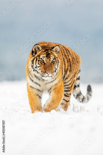 young male Siberian tiger Panthera tigris tigris in the snow dangerously close © michal