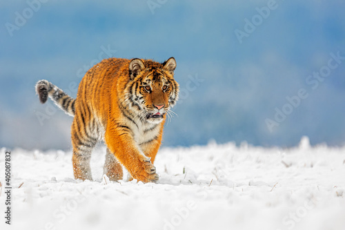 young male Siberian tiger Panthera tigris tigris walking on snow with pale blue background