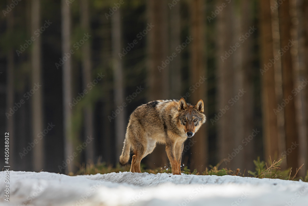 Naklejka premium young male gray wolf (Canis lupus) wants to cross a snow covered path in the wilderness of the forest