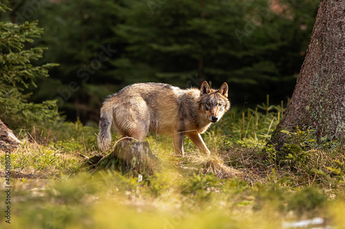 young male gray wolf  Canis lupus  surprised in the forest