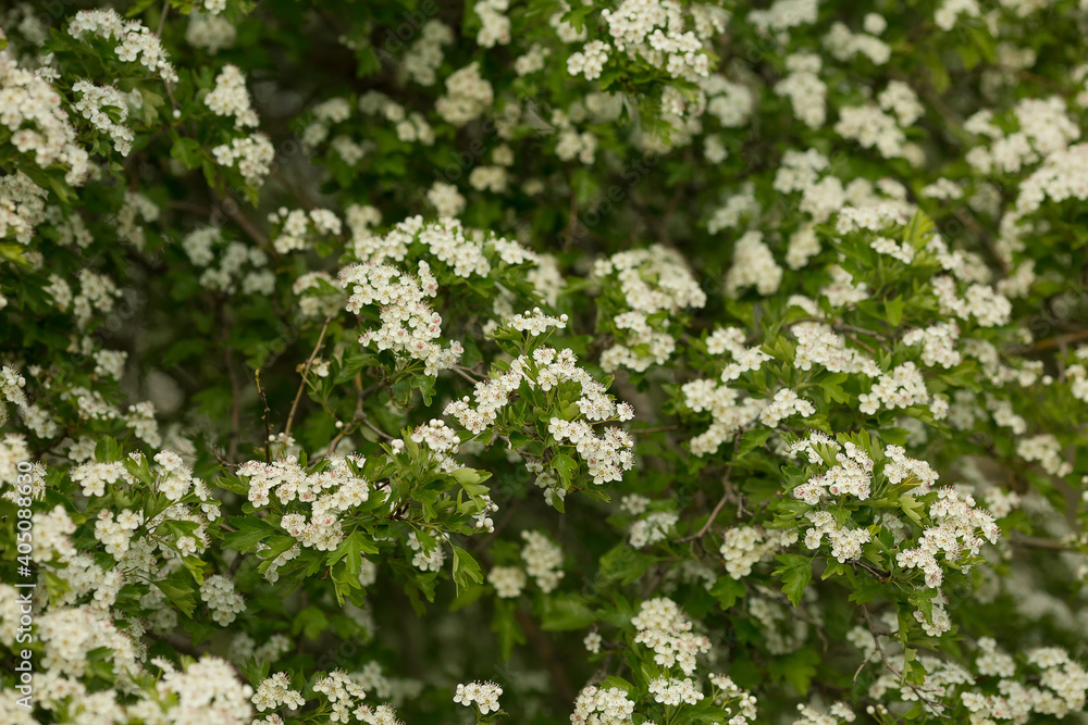 Background from white spring flowers of spirea. Background from white spring flowers of spirea.
