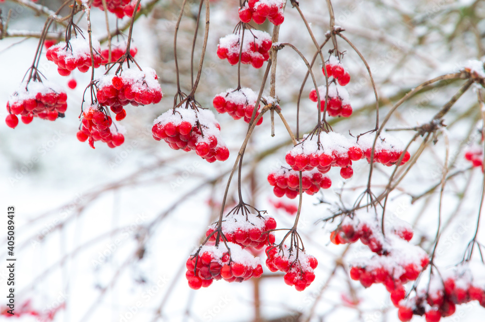 red juicy viburnum berries covered with snow and ice, selective focus, blur red juicy viburnum berries covered with snow and ice, selective focus, blur