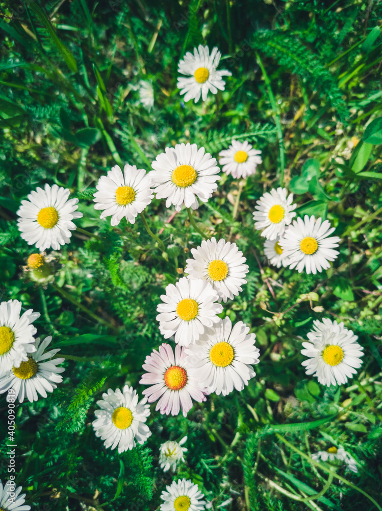 Fototapeta premium Many white daisies in top view of meadow, green grass with white daisies on the meadow